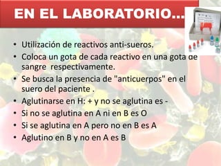 Utilización de reactivos anti-sueros. Coloca un gota de cada reactivo en una gota de sangre  respectivamente. Se busca la presencia de "anticuerpos" en el suero del paciente .Aglutinarse en H: + y no se aglutina es -Si no se aglutina en A ni en B es OSi se aglutina en A pero no en B es AAglutino en B y no en A es BEN EL LABORATORIO…