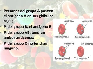 Personas del grupo A poseen el antígeno A en sus glóbulos rojos; P. del grupo B, el antígeno B; P. del grupo AB, tendrán ambos antígenos; P. del grupo O no tendrán ninguno. 