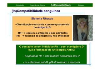 Introdução

Importância Clínica

(In)Compatibilidade

Síntese

(In)Compatibilidade sanguínea
Sistema Rhesus
- Classificação consoante a prensença/ausência
do Antigénio D
- Rh+
contém o antigénio D nos eritrócitos
- Rh ausência do antigénio D nos eritrócitos

O contacto de um individuo Rh - com o antigénio D
leva à formação de Anticorpos Anti D:
- as pessoas Rh + não formam anticorpos anti-D
- os anticorpos anti-D IgG atravessam a placenta

 