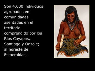 Son 4.000 individuos agrupados en comunidades a sentadas en el territorio comprendido por los Ríos Cayapas, Santiago  y  Onzole;   al noreste de Esmeraldas. 