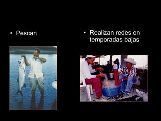 Pescan Realizan redes en temporadas bajas 