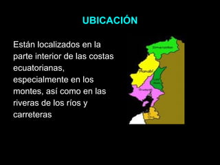 UBICACIÓN Están localizados en la parte interior de las costas ecuatorianas, especialmente en los montes, así como en las riveras de los ríos y carreteras  