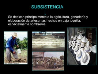 Se dedican principalmente a la agricultura, ganadería y elaboración de artesanías hechas en paja toquilla, especialmente sombreros SUBSISTENCIA 