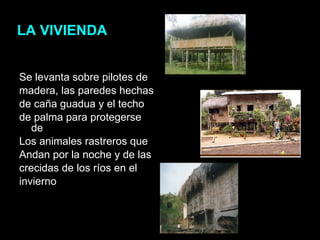 Se levanta sobre pilotes de madera, las paredes hechas de caña guadua y el techo de palma para protegerse de Los animales rastreros que Andan por la noche y de las crecidas de los ríos en el invierno LA VIVIENDA 