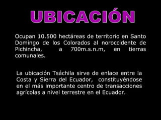 UBICACIÓN Ocupan 10.500 hectáreas de territorio en Santo Domingo de los Colorados al noroccidente de Pichincha,  a 700m.s.n.m, en tierras comunales . La ubicación Tsáchila sirve de enlace entre la Costa y Sierra del Ecuador,  constituyéndose en el más importante centro de transacciones agrícolas a nivel terrestre en el Ecuador. 