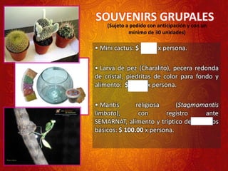• Mini cactus: $ 10.00 x persona.
• Larva de pez (Charalito), pecera redonda
de cristal, piedritas de color para fondo y
alimento: $ 50.00 x persona.
• Mantis religiosa (Stagmomantis
limbata), con registro ante
SEMARNAT, alimento y tríptico de cuidados
básicos: $ 100.00 x persona.
SOUVENIRS GRUPALES
(Sujeto a pedido con anticipación y con un
mínimo de 30 unidades)
 