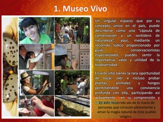 1. Museo Vivo
Un singular espacio que por su
concepto único en el país, puede
describirse como una “cápsula de
conservación y un sentidero de
naturaleza”; aquí, mediante un
recorrido lúdico proporcionado por
guías conservacionistas
especializados, puedes sentir la
importancia, valor y utilidad de la
biodiversidad.
En este sitio tienes la rara oportunidad
de tocar, oler e incluso probar
plantas, animales y hongos
permitiéndote una convivencia
profunda con ella, participando así
activamente en su comprensión y
conservación.En este recorrido vas de la mano de
personas que conocen plenamente y
aman la magia natural de éste pueblo
mágico .
 
