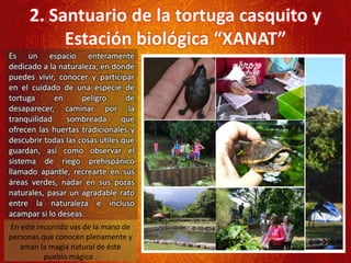 2. Santuario de la tortuga casquito y
Estación biológica “XANAT”
Es un espacio enteramente
dedicado a la naturaleza, en donde
puedes vivir, conocer y participar
en el cuidado de una especie de
tortuga en peligro de
desaparecer, caminar por la
tranquilidad sombreada que
ofrecen las huertas tradicionales y
descubrir todas las cosas útiles que
guardan, así como observar el
sistema de riego prehispánico
llamado apantle, recrearte en sus
áreas verdes, nadar en sus pozas
naturales, pasar un agradable rato
entre la naturaleza e incluso
acampar si lo deseas.
En este recorrido vas de la mano de
personas que conocen plenamente y
aman la magia natural de éste
pueblo mágico .
 