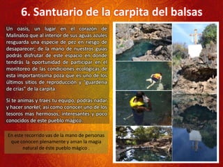 Un oasis, un lugar en el corazón de
Malinalco que al interior de sus aguas azules
resguarda una especie de pez en riesgo de
desaparecer; de la mano de nuestros guías
podrás disfrutar de este espacio en donde
tendrás la oportunidad de participar en el
monitoreo de las condiciones ecológicas de
esta importantísima poza que es uno de los
últimos sitios de reproducción y “guardería
de crías” de la carpita.
Si te animas y traes tu equipo, podrás nadar
y hacer snorkel, así como conocer uno de los
tesoros mas hermosos, interesantes y poco
conocidos de este pueblo mágico.
6. Santuario de la carpita del balsas
En este recorrido vas de la mano de personas
que conocen plenamente y aman la magia
natural de éste pueblo mágico .
 