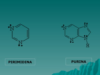 PURINA PIRIMIDINA 
