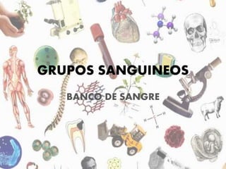 GRUPOS SANGUINEOS 
BANCO DE SANGRE 
 