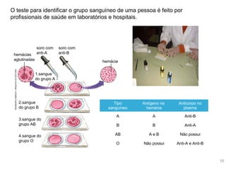 As funções de nutrição
O teste para identificar o grupo sanguíneo de uma pessoa é feito por
profissionais de saúde em laboratórios e hospitais.INGEBORGASBACH/ARQUIVODAEDITORA
hemácia
soro com
anti-B
soro com
anti-Ahemácias
aglutinadas
1.sangue
do grupo A
2.sangue
do grupo B
3.sangue do
grupo AB
4.sangue do
grupo O
Tipo
sanguíneo
Antígeno na
hemácia
Anticorpo no
plasma
A A Anti-B
B B Anti-A
AB A e B Não possui
O Não possui Anti-A e Anti-B
10
 
