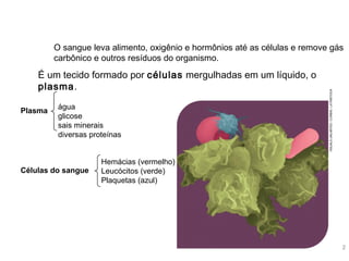 As funções de nutrição
O sangue leva alimento, oxigênio e hormônios até as células e remove gás
carbônico e outros resíduos do organismo.
Plasma
água
glicose
sais minerais
diversas proteínas
Células do sangue
Hemácias (vermelho)
Leucócitos (verde)
Plaquetas (azul)
VISUALSUNLIMITED/CORBIS/LATINSTOCK
2
É um tecido formado por células mergulhadas em um líquido, o
plasma.
 