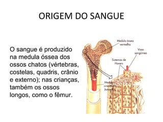 ORIGEM DO SANGUE
O sangue é produzido
na medula óssea dos
ossos chatos (vértebras,
costelas, quadris, crânio
e externo); nas crianças,
também os ossos
longos, como o fêmur.
 
