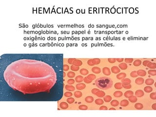 HEMÁCIAS ou ERITRÓCITOS
São glóbulos vermelhos do sangue,com
hemoglobina, seu papel é transportar o
oxigênio dos pulmões para as células e eliminar
o gás carbônico para os pulmões.
 