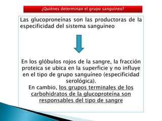 ¿Quiénes determinan el grupo sanguíneo?

Las glucoproneínas son las productoras de la
especificidad del sistema sanguíneo




En los glóbulos rojos de la sangre, la fracción
proteica se ubica en la superficie y no influye
en el tipo de grupo sanguíneo (especificidad
                 serológica).
   En cambio, los grupos terminales de los
    carbohidratos de la glucoproteína son
       responsables del tipo de sangre
 