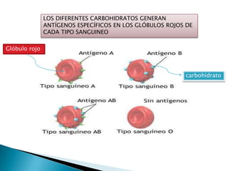 LOS DIFERENTES CARBOHIDRATOS GENERAN
               ANTÍGENOS ESPECÍFICOS EN LOS GLÓBULOS ROJOS DE
               CADA TIPO SANGUINEO

Glóbulo rojo



                                                          carbohidrato
 