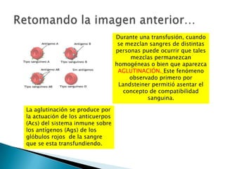 Durante una transfusión, cuando
                                   se mezclan sangres de distintas
                                  personas puede ocurrir que tales
                                       mezclas permanezcan
                                  homogéneas o bien que aparezca
                                   AGLUTINACIÓN. Este fenómeno
                                       observado primero por
                                   Landsteiner permitió asentar el
                                     concepto de compatibilidad
                                             sanguina.

La aglutinación se produce por
la actuación de los anticuerpos
(Acs) del sistema inmune sobre
los antígenos (Ags) de los
glóbulos rojos de la sangre
que se esta transfundiendo.
 