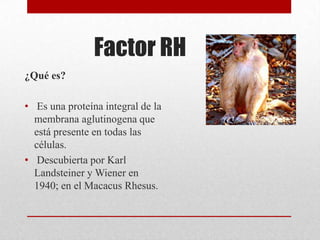 Factor RH
¿Qué es?
• Es una proteína integral de la
membrana aglutinogena que
está presente en todas las
células.
• Descubierta por Karl
Landsteiner y Wiener en
1940; en el Macacus Rhesus.

 