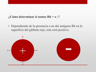 ¿Cómo determinar si somos Rh + o -?
• Dependiendo de la presencia o no del antígeno Rh en la
superficie del glóbulo rojo, este será positivo.

+

-

 