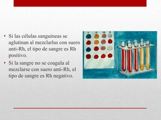 • Si las células sanguíneas se
aglutinan al mezclarlas con suero
anti-Rh, el tipo de sangre es Rh
positivo.
• Si la sangre no se coagula al
mezclarse con suero anti-Rh, el
tipo de sangre es Rh negativo.

 