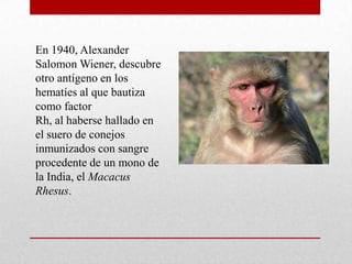 En 1940, Alexander
Salomon Wiener, descubre
otro antígeno en los
hematíes al que bautiza
como factor
Rh, al haberse hallado en
el suero de conejos
inmunizados con sangre
procedente de un mono de
la India, el Macacus
Rhesus.

 