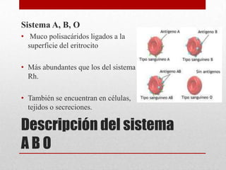 Sistema A, B, O
• Muco polisacáridos ligados a la
superficie del eritrocito
• Más abundantes que los del sistema
Rh.

• También se encuentran en células,
tejidos o secreciones.

Descripción del sistema
ABO

 