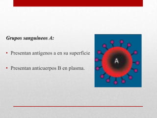 Grupos sanguíneos A:
• Presentan antígenos a en su superficie
• Presentan anticuerpos B en plasma.

 