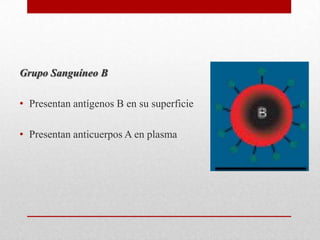 Grupo Sanguíneo B
• Presentan antígenos B en su superficie
• Presentan anticuerpos A en plasma

 