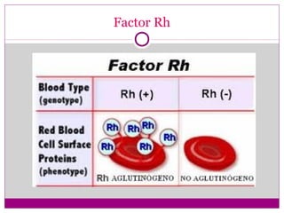 Factor Rh
 