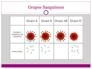 Grupos Sanguíneos
 