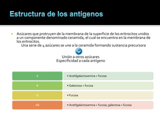  Azúcares que protruyen de la membrana de la superficie de los eritrocitos unidos
a un componente denominado ceramida, el cual se encuentra en la membrana de
los eritrocitos.
Una serie de 4 azúcares se une a la ceramida formando sustancia precursora
Unión a otros azúcares
Especificidad a cada antígeno
• Acetilgalactosamina + fucosaA
• Galactosa + fucosaB
• FucosaO
• Acetilgalactosamina + fucosa; galactosa + fucosaAB
 