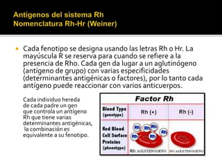  Cada fenotipo se designa usando las letras Rh o Hr. La
mayúscula R se reserva para cuando se refiere a la
presencia de Rho. Cada gen da lugar a un aglutinógeno
(antígeno de grupo) con varias especificidades
(determinantes antigénicas o factores), por lo tanto cada
antígeno puede reaccionar con varios anticuerpos.
Cada individuo hereda
de cada padre un gen
que controla un antígeno
Rh que tiene varias
determinantes antigénicas,
la combinación es
equivalente a su fenotipo.
 