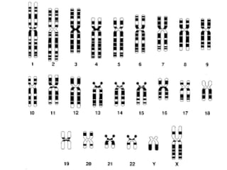 Grupos sanguíneos 2