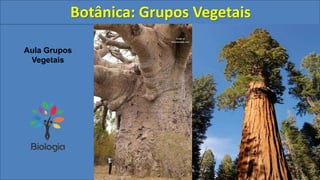 Aula Grupos
Vegetais
Botânica: Grupos Vegetais
 