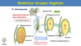 7) Gimnospermas
Botânica: Grupos Vegetais
Desenvolvimento do
Saco embrionário
Gametófito feminino
Megaesporófilos
Megaespo...