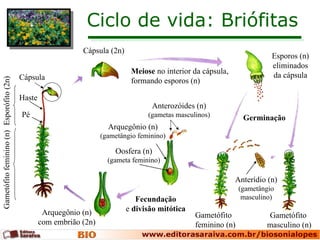 Ciclo de vida: Briófitas Cápsula (2n) Meiose  no interior da cápsula, formando esporos (n) Esporos (n) eliminados da cápsula Fecundação e  divisão mitótica Arquegônio (n) com embrião (2n) Germinação Gametófito  masculino (n) Gametófito feminino (n) Gametófito feminino (n) Esporófito (2n) Pé Haste Cápsula Anterídio (n) (gametângio masculino) Anterozóides (n) (gametas masculinos) Arquegônio (n) (gametângio feminino) Oosfera (n) (gameta feminino) 