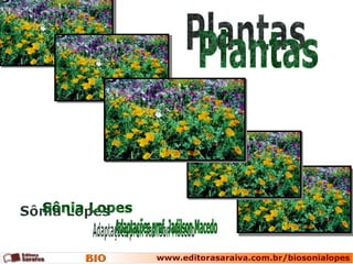 Plantas Sônia Lopes Adaptações prof. Jadilson Macedo 
