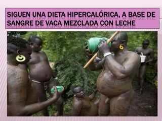 SIGUEN UNA DIETA HIPERCALÓRICA, A BASE DE
SANGRE DE VACA MEZCLADA CON LECHE
 