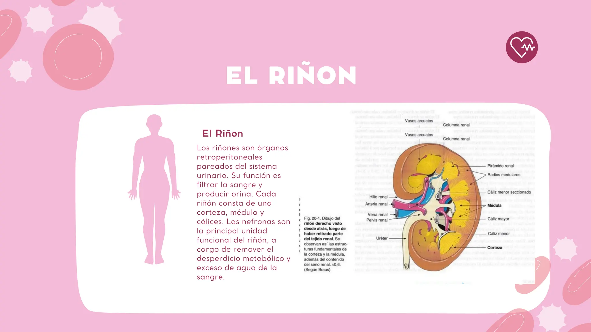 RIÑON DEL CUERPO HUMANO - CORTE HISTOLOGICO | PDF