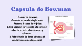 RIÑON DEL CUERPO HUMANO - CORTE HISTOLOGICO | PDF