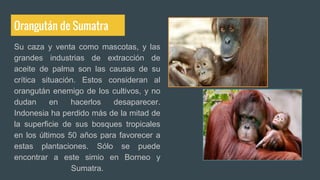 Orangután de Sumatra
Su caza y venta como mascotas, y las
grandes industrias de extracción de
aceite de palma son las causas de su
crítica situación. Estos consideran al
orangután enemigo de los cultivos, y no
dudan en hacerlos desaparecer.
Indonesia ha perdido más de la mitad de
la superficie de sus bosques tropicales
en los últimos 50 años para favorecer a
estas plantaciones. Sólo se puede
encontrar a este simio en Borneo y
Sumatra.
 