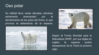Oso polar
Su hábitat lleva varias décadas viéndose
seriamente amenazado por el
derretimiento de los polos del Ártico, lo que
provoca el aislamiento de la especie.
Según el Fondo Mundial para la
Naturaleza (WWF, por sus siglas en
inglés) la especie podría
desaparecer de la Tierra el próximo
siglo.
 