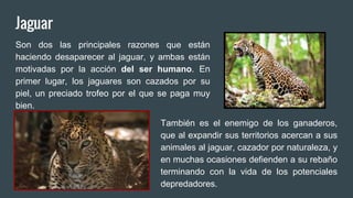 Jaguar
Son dos las principales razones que están
haciendo desaparecer al jaguar, y ambas están
motivadas por la acción del ser humano. En
primer lugar, los jaguares son cazados por su
piel, un preciado trofeo por el que se paga muy
bien.
También es el enemigo de los ganaderos,
que al expandir sus territorios acercan a sus
animales al jaguar, cazador por naturaleza, y
en muchas ocasiones defienden a su rebaño
terminando con la vida de los potenciales
depredadores.
 