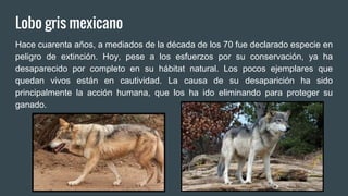 Lobo gris mexicano
Hace cuarenta años, a mediados de la década de los 70 fue declarado especie en
peligro de extinción. Hoy, pese a los esfuerzos por su conservación, ya ha
desaparecido por completo en su hábitat natural. Los pocos ejemplares que
quedan vivos están en cautividad. La causa de su desaparición ha sido
principalmente la acción humana, que los ha ido eliminando para proteger su
ganado.
 