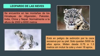 LEOPARDO DE LAS NIEVES
Se encuentra en las montañas de los
Himalayas de Afganistán, Pakistán,
India, China y Nepal. Normalmente a la
altura de 2000 a 6000 metros
Está en peligro de extinción por la caza
excesiva por su piel. Solo quedan 5000 de
ellos aprox. Miden desde 0.75 a 1.3
metros sin incluir la cola y viven 18 aprox.
 