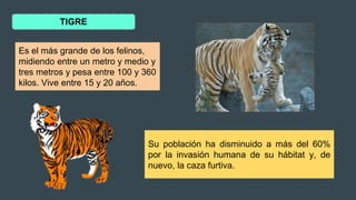 TIGRE
Su población ha disminuido a más del 60%
por la invasión humana de su hábitat y, de
nuevo, la caza furtiva.
Es el más grande de los felinos,
midiendo entre un metro y medio y
tres metros y pesa entre 100 y 360
kilos. Vive entre 15 y 20 años.
 