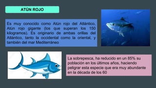 ATÚN ROJO
La sobrepesca, ha reducido en un 85% su
población en los últimos años, haciendo
peligrar esta especie que era muy abundante
en la década de los 60
Es muy conocido como Atún rojo del Atlántico,
Atún rojo gigante (los que superan los 150
kilogramos). Es originario de ambas orillas del
Atlántico, tanto la occidental como la oriental, y
también del mar Mediterráneo
 