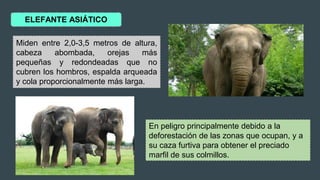 ELEFANTE ASIÁTICO
En peligro principalmente debido a la
deforestación de las zonas que ocupan, y a
su caza furtiva para obtener el preciado
marfil de sus colmillos.
Miden entre 2,0-3,5 metros de altura,
cabeza abombada, orejas más
pequeñas y redondeadas que no
cubren los hombros, espalda arqueada
y cola proporcionalmente más larga.
 