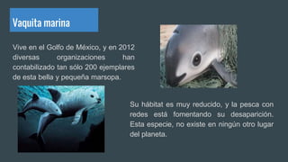 Vaquita marina
Vive en el Golfo de México, y en 2012
diversas organizaciones han
contabilizado tan sólo 200 ejemplares
de esta bella y pequeña marsopa.
Su hábitat es muy reducido, y la pesca con
redes está fomentando su desaparición.
Esta especie, no existe en ningún otro lugar
del planeta.
 